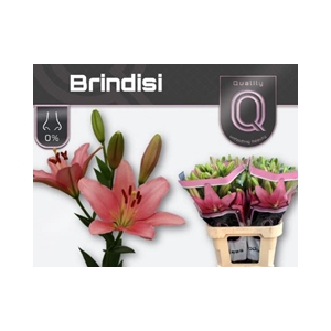 LI LA BRINDISI