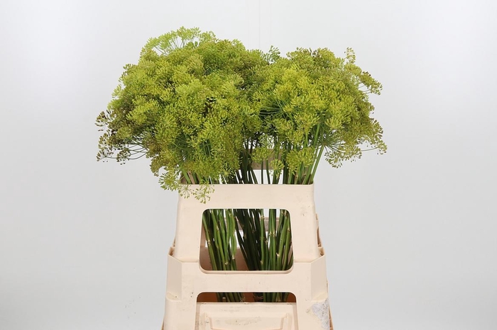 <h4>Anethum Graveolens</h4>