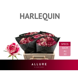 R GR HARLEQUIN ALLURE Allure Specials