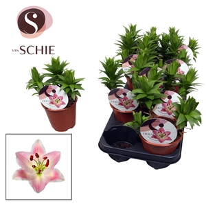 Lilium Oriental Watch Me Grow Souvenir