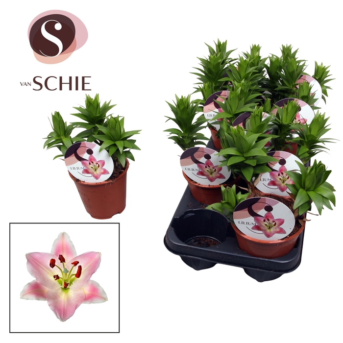 <h4>Lilium Oriental Watch Me Grow Souvenir</h4>