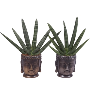 Sansevieria Cylindrica Handshake in Ceramic Buddha G/S Ø15cm