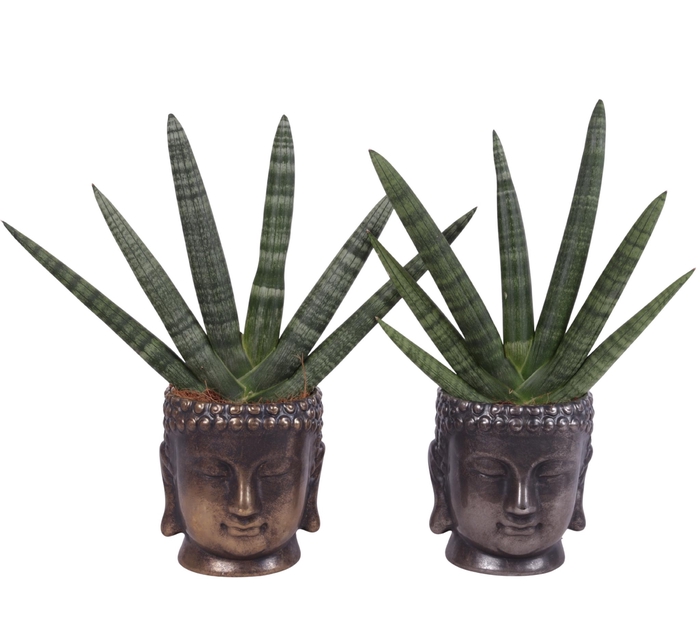 <h4>Sansevieria Cylindrica Handshake in Ceramic Buddha G/S Ø15cm</h4>