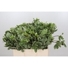 Pittosporum Ilan