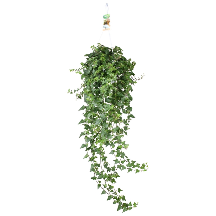 <h4>Hedera helix 'Anna'</h4>