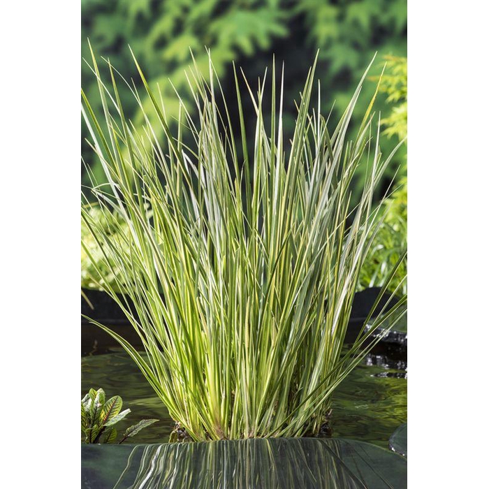 <h4>Acorus calamus Gramineus (18x18)</h4>