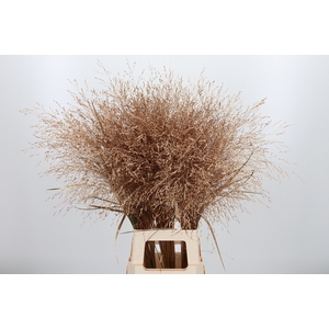 Panicum Kl Bh Antiek Goud