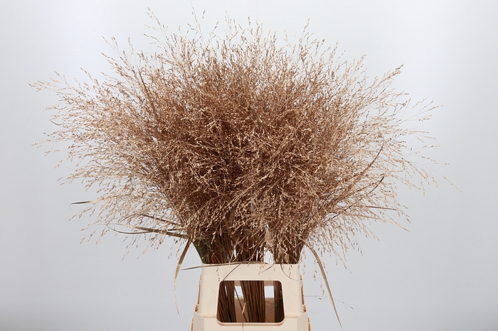 <h4>Panicum Kl Bh Antiek Goud</h4>