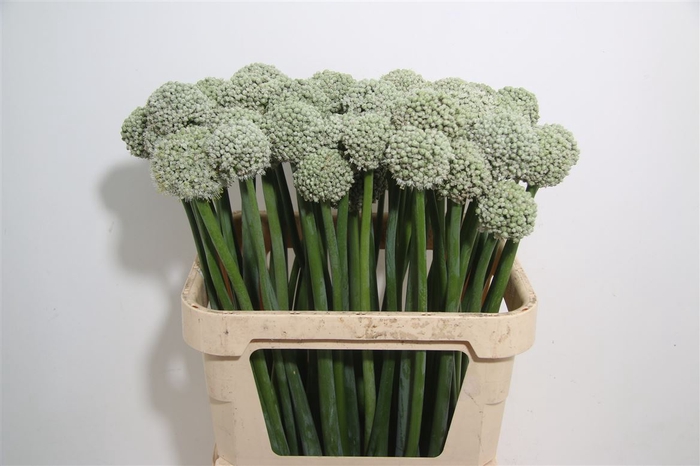 <h4>Allium White Giant</h4>