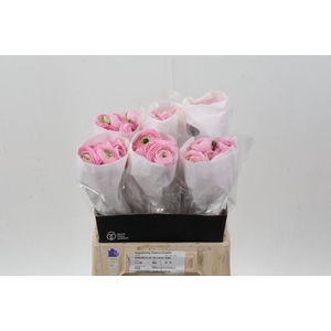 Ran Light Pink Ecu 40cm