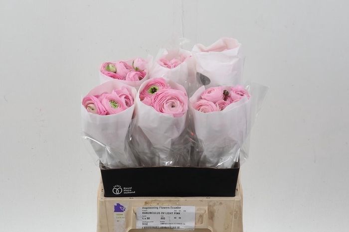 <h4>Ran Light Pink Ecu 40cm</h4>
