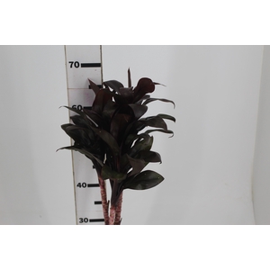 FOLHAGEM DRACENA BABY CHOCOLATE