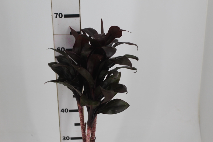 <h4>FOLHAGEM DRACENA BABY CHOCOLATE</h4>