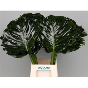 Monstera Blad 35cm Oe