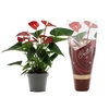 Anthurium Micra in Diamond Line Purple sleeve