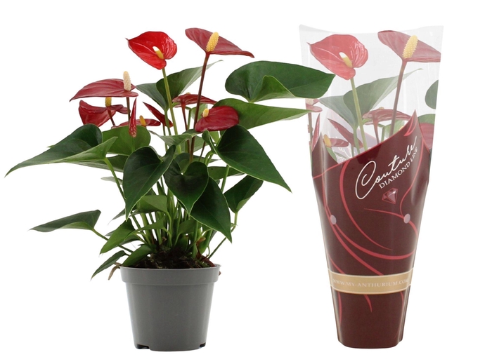 Anthurium Micra in Diamond Line Purple sleeve
