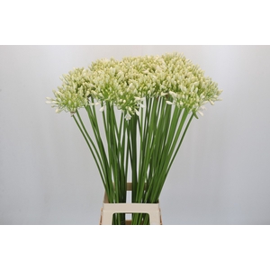 Agapanthus Casablanca