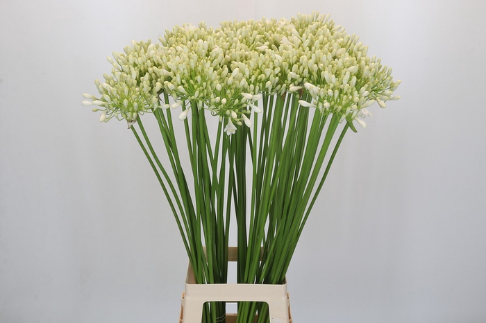 <h4>Agapanthus Casablanca</h4>