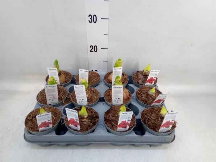 <h4>Hippeastrum ...</h4>