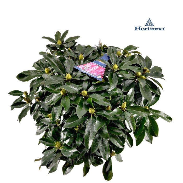 <h4>Rhododendron 70-80/15 liter 'XXL'</h4>