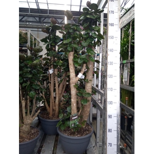 Polyscias scutellaria 'Fabian'