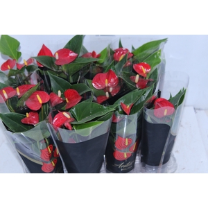 ANTHURIUM MICRA P07 VERMELHO