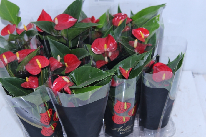 <h4>ANTHURIUM MICRA P07 VERMELHO</h4>