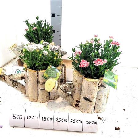 <h4>Arr Tuinplanten</h4>