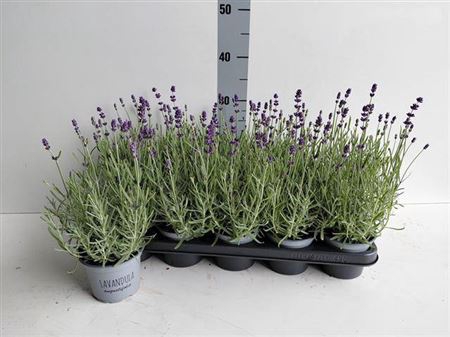<h4>Lavan An Vienco Purp</h4>