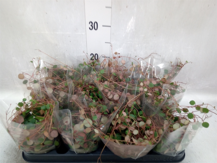 <h4>Peperomia  'Pepperspot'</h4>