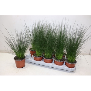 Juncus Ef Penc Grass