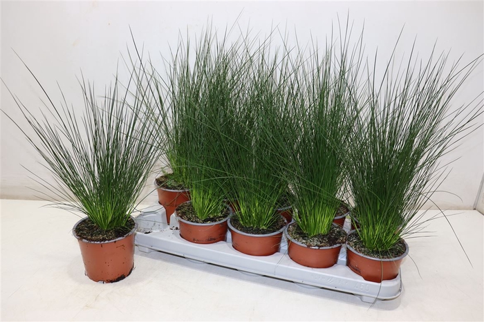 Juncus Ef Penc Grass