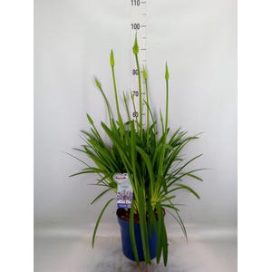 Agapanthus  'Amourette Superb'