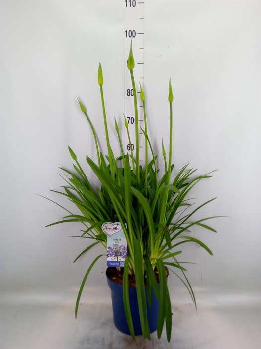 <h4>Agapanthus  'Amourette Superb'</h4>