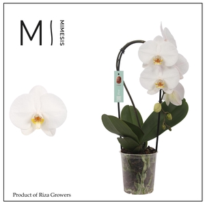 Phalaenopsis Flow White 1 spike - 9cm | Mimesis