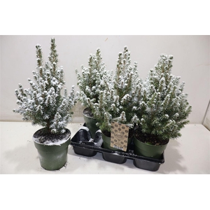 Picea Gl December + Snow