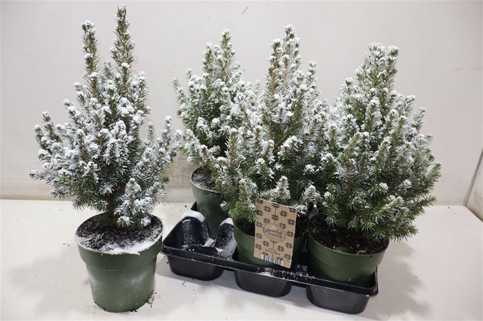 <h4>Picea Gl December + Snow</h4>