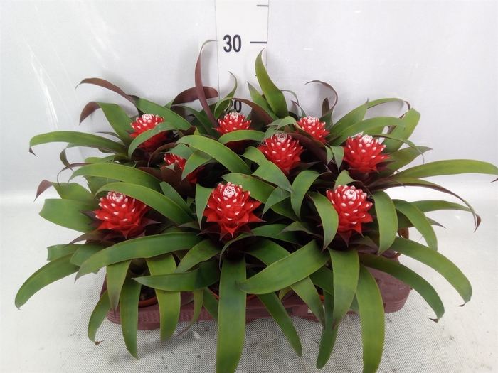 Guzmania  'Priscilla'