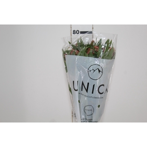 ALSTROEMERIA MILOS 080 CM