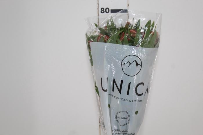<h4>ALSTROEMERIA MILOS 080 CM</h4>