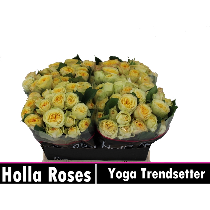 <h4>R TR YOG TRENDSETTER</h4>