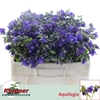 AQUIL BLUE LADY