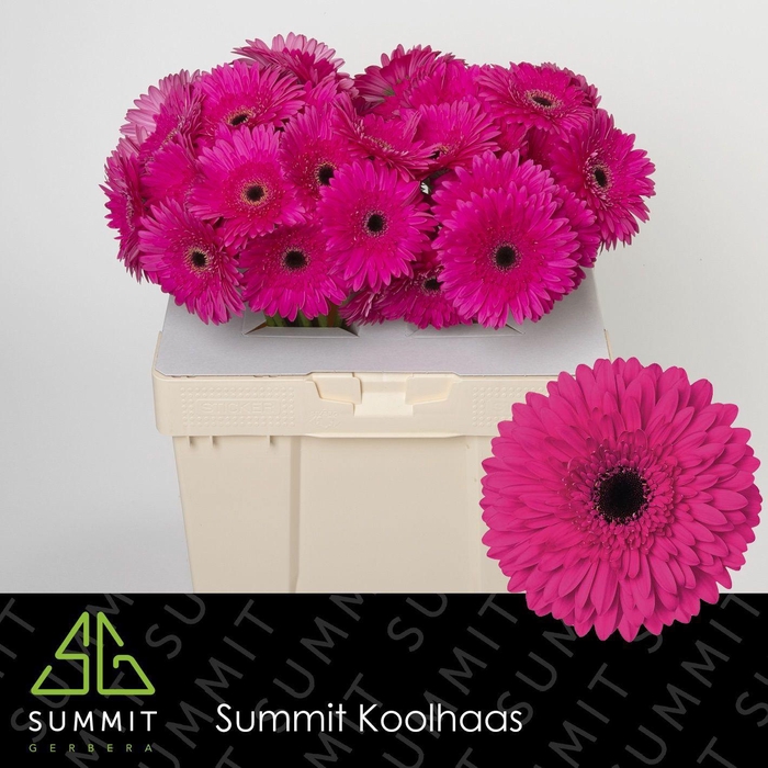 <h4>GE GR MADEIRA</h4>