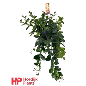 Aeschynanthus 'Mona Lisa'