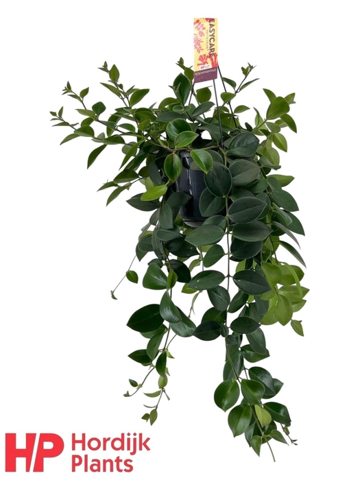 <h4>Aeschynanthus  'Mona Lisa'</h4>