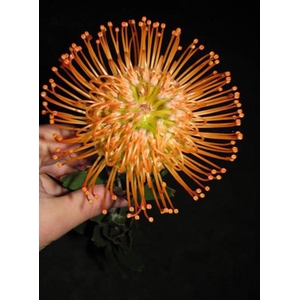 Leucospermum Queen Juliana