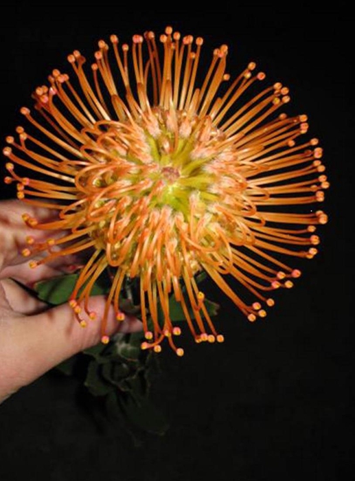 <h4>Leucospermum Queen Juliana</h4>