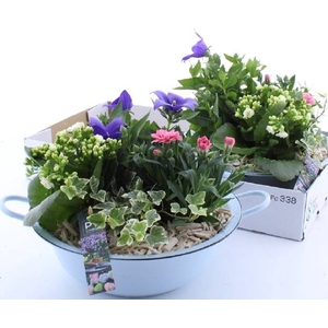 ARR TUINPLANTEN