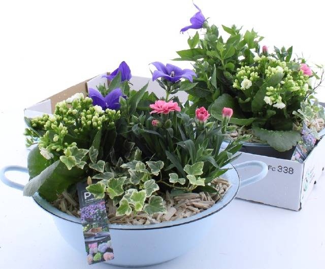 <h4>ARR TUINPLANTEN</h4>