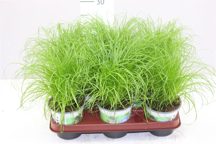 <h4>Cyperus Alt Zumula</h4>